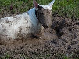 dog in mud
